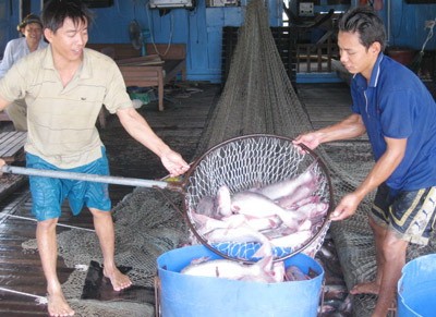 Pangasius breeders are facing rough times (Photo: SGGP)